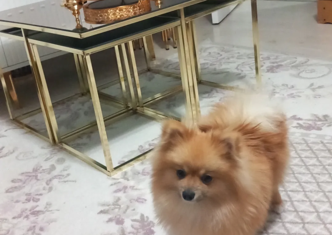 Pomeranain